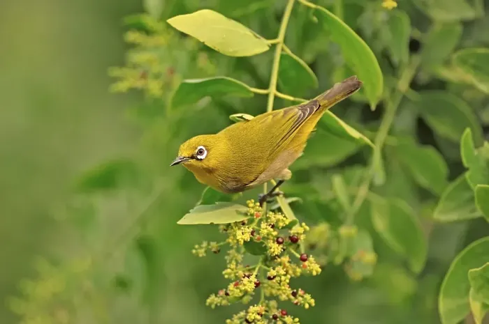 Framed Print : Oriental White-eye (Zosterops palpebrosus), Keoladeo Ghana National Park, Rajasthan, India, Asia Framed Print : Oriental White-eye (Zosterops palpebrosus), Keoladeo Ghana National Park, Rajasthan, India, Asia