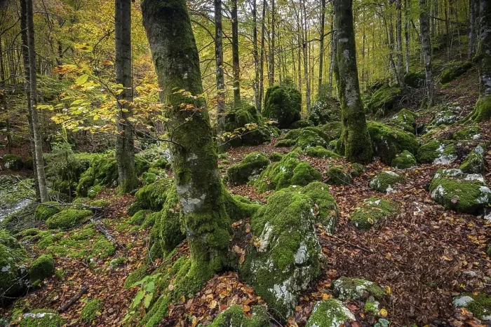 Framed Print : Original forest with moss-covered rocks and trees