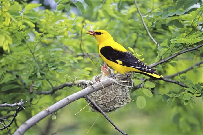 Framed Print : Oriole on nest, fig oriole, animals Framed Print : Oriole on nest, fig oriole, animals