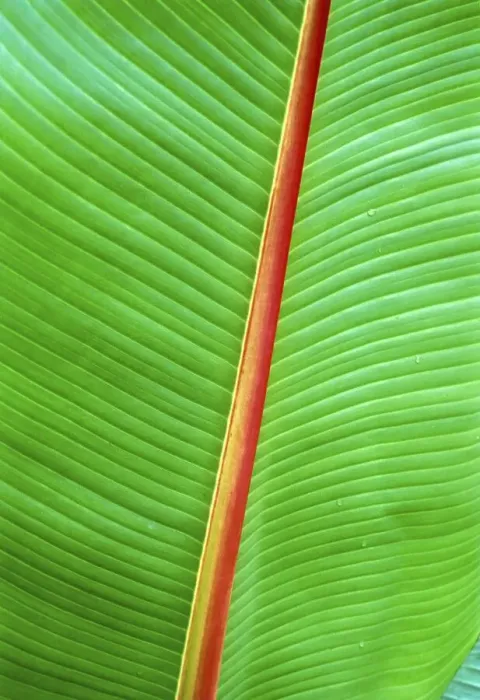 Framed Print : Ornamental Banana leaf in Kerala