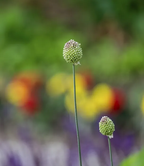 Framed Print : Ornamental leeks (Allium sp.), buds Framed Print : Ornamental leeks (Allium sp.), buds