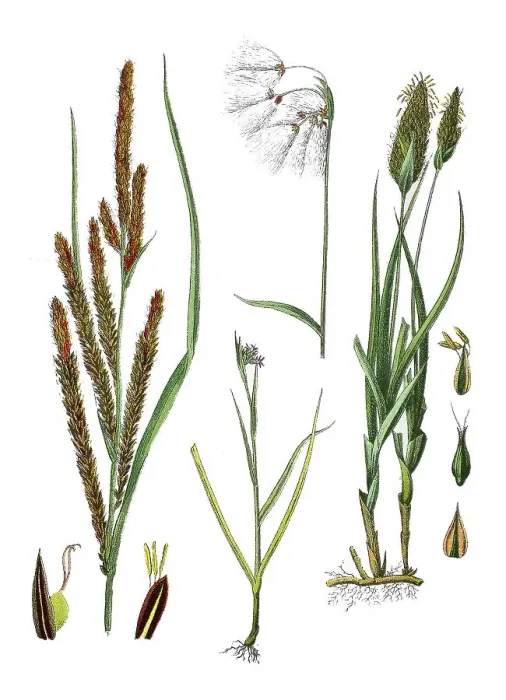 Framed Print : Ornamental sedge (Carex), slender sedge also pointed sedge acuta