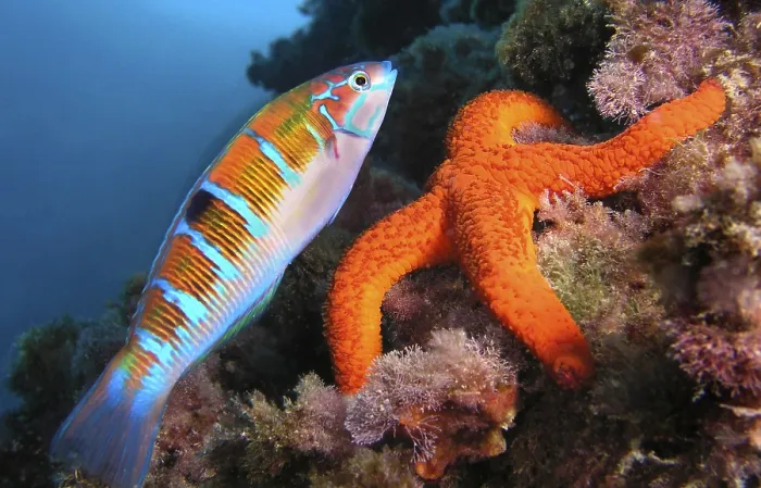 Framed Print : Ornate Wrasse, Thalassoma pavo