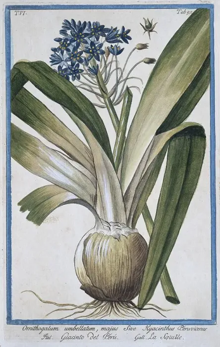 Framed Print : Ornithogalum umbellatum, majus Sive Hyacinthus Peruvianus