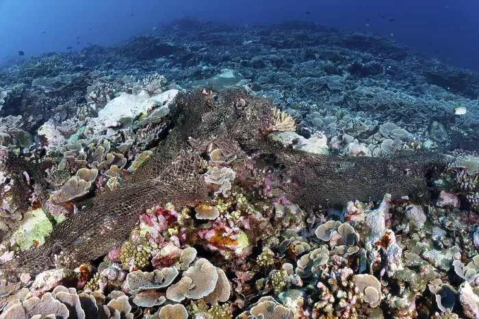 Framed Print : Orphaned, close-meshed fishing net destroys coral reef