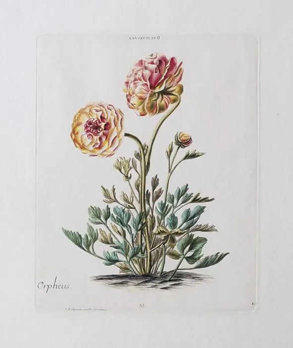 Framed Print : Orpheus Ranunculus or persian buttercup (Ranunculus asiaticus) Framed Print : Orpheus Ranunculus or persian buttercup (Ranunculus asiaticus)