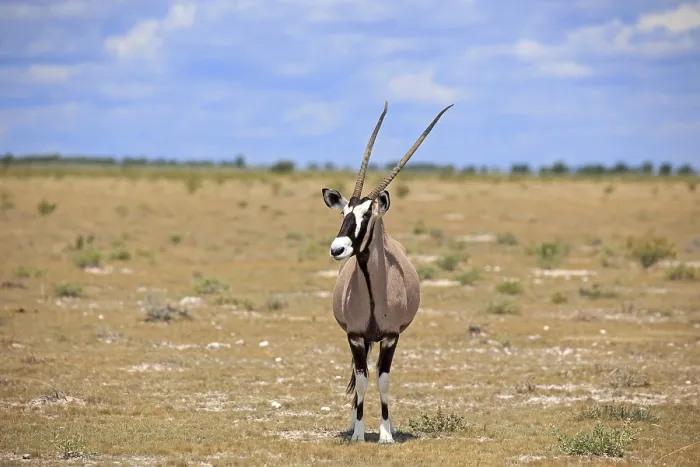 Framed Print : Oryx antelope in Etosha National Park in Namibia