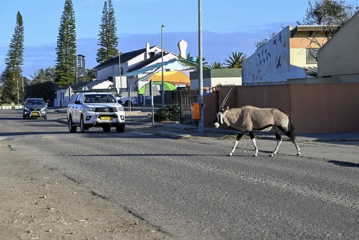 Framed Print : Oryx antelope or gemsbok (Oryx gazella) crossing a road Framed Print : Oryx antelope or gemsbok (Oryx gazella) crossing a road