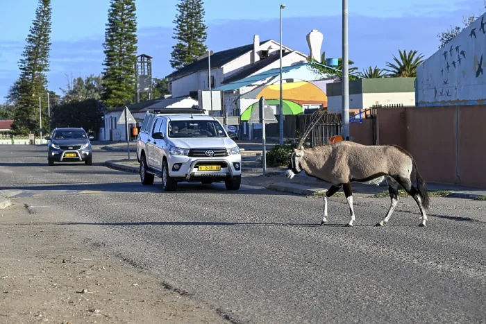 Framed Print : Oryx antelope or gemsbok (Oryx gazella) crossing a road