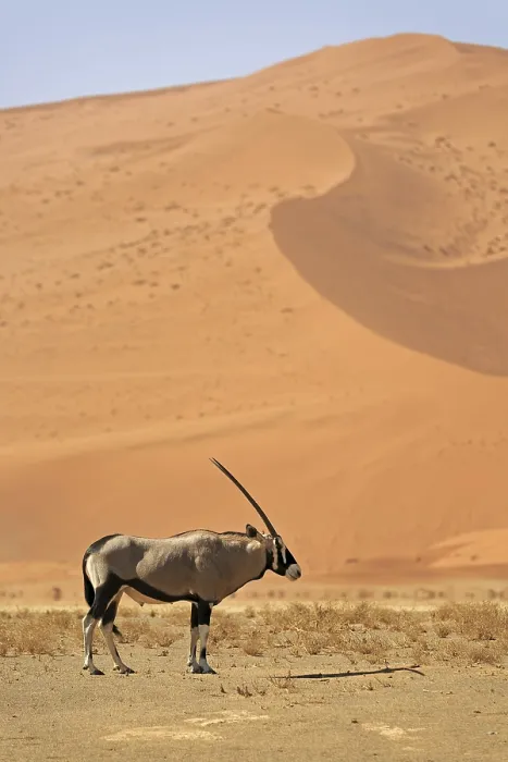 Framed Print : Oryx antelope in the Namib-Naukluft Park in Namibia Framed Print : Oryx antelope in the Namib-Naukluft Park in Namibia