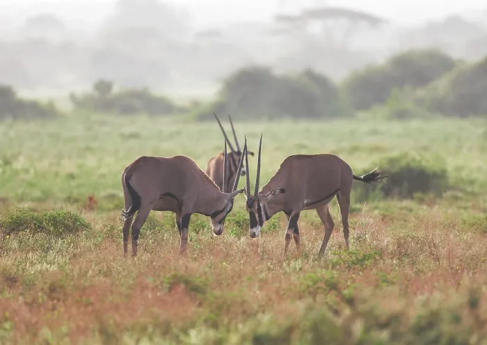 Framed Print : Oryx antelope in the Tsavo East National Park