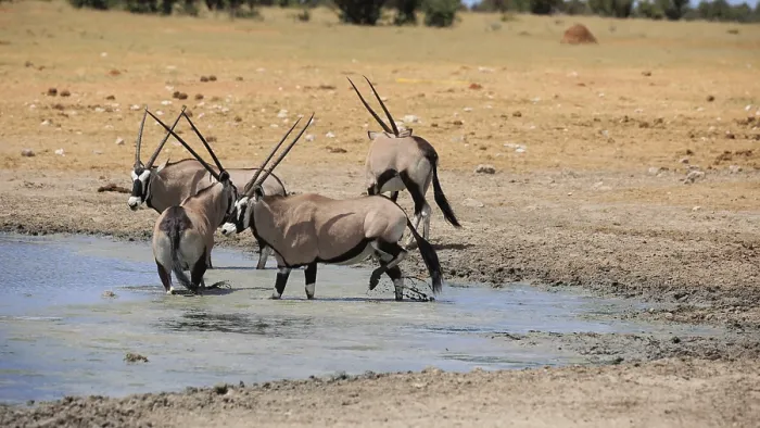 Framed Print : Oryx antelopes drinking at a waterhole in Etosha National Park in Namibia Framed Print : Oryx antelopes drinking at a waterhole in Etosha National Park in Namibia