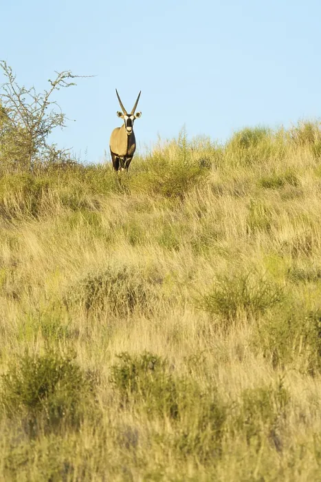 Framed Print : An Oryx Gazelle (Gemsbok) facing towards the camera stands on top of a hill in the Kalahari