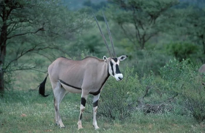 Framed Print : Oryx, Gemsbok (Oryx gazella), Samburu Game Reserve