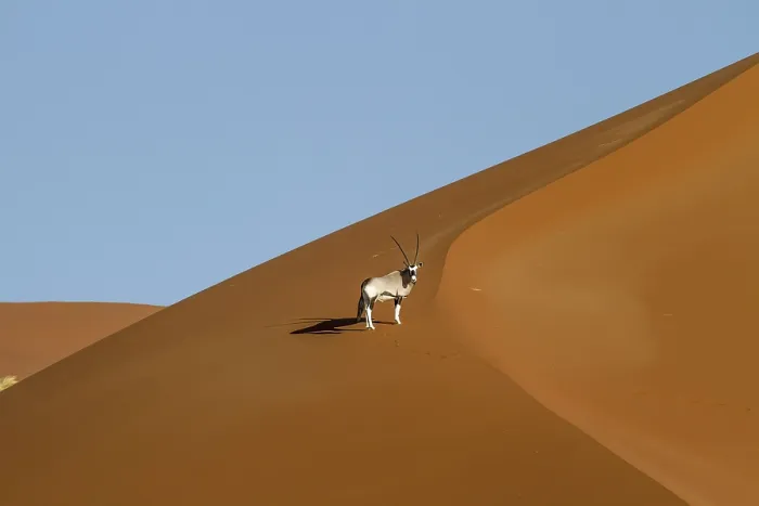 Framed Print : Oryx (Oryx gazella) (Gemsbok) on a dune