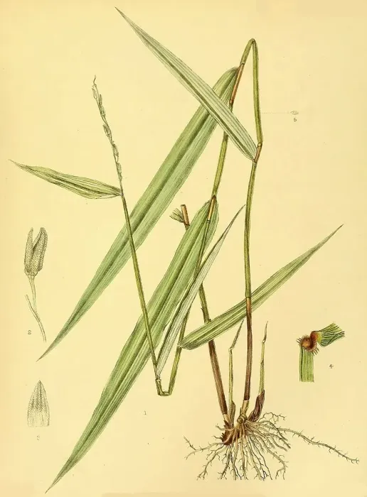 Framed Print : (Oryza) granulata, native to Southeast Asia