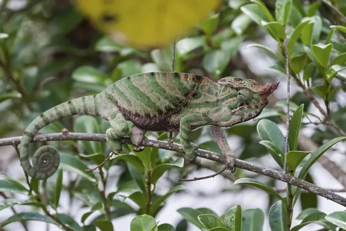 Framed Print : O'Shaughnessy's Chameleon (Calumma oshaughnessyi) Framed Print : O'Shaughnessy's Chameleon (Calumma oshaughnessyi)