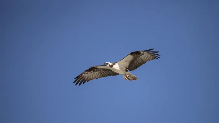 Framed Print : Osprey bird of prey Pandion haliaetus flying across a blue sky over Clam pass in Naples
