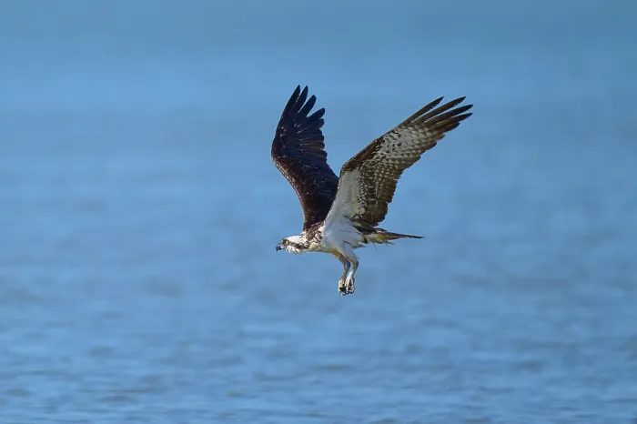 Framed Print : An osprey flies over a blue water surface with flowing movements Framed Print : An osprey flies over a blue water surface with flowing movements