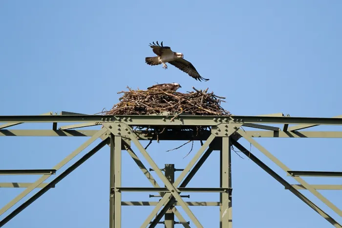 Framed Print : An osprey flies over its eyrie