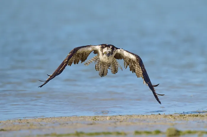 Framed Print : An osprey flies just above the water