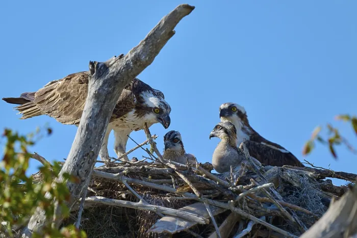 Framed Print : Osprey pair and chicks in a nest of branches with clear sky in the background