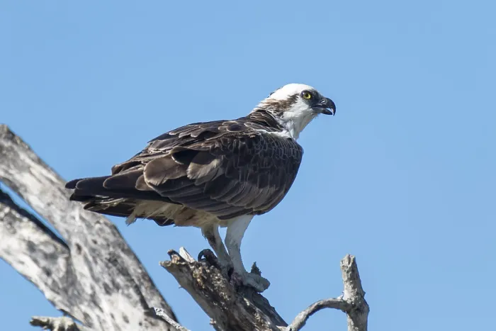 Framed Print : Osprey (Pandion haliaetus carolinensis)