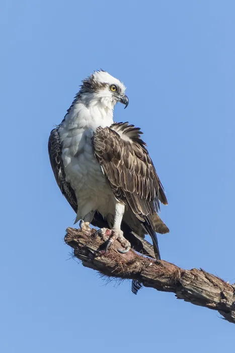 Framed Print : Osprey (Pandion haliaetus carolinensis) Framed Print : Osprey (Pandion haliaetus carolinensis)