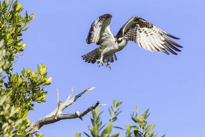 Framed Print : Osprey (Pandion haliaetus carolinensis) in flight