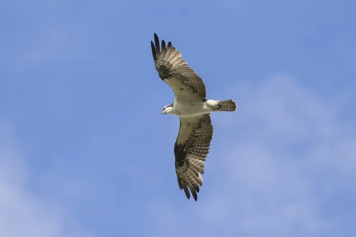 Framed Print : Osprey (Pandion haliaetus carolinensis) flying