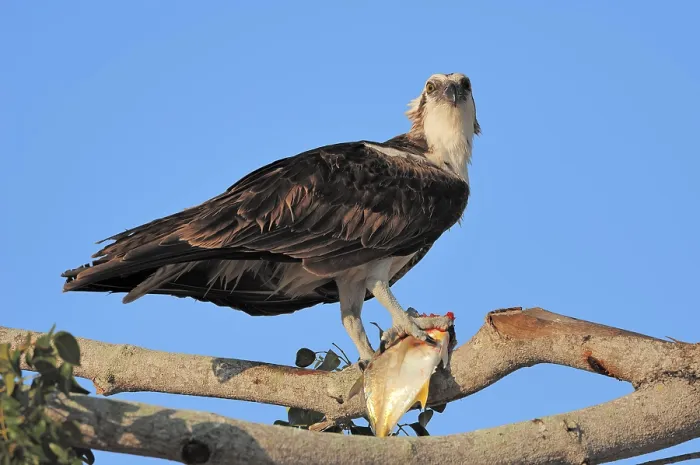 Framed Print : Osprey (Pandion haliaetus), with fish in its talons