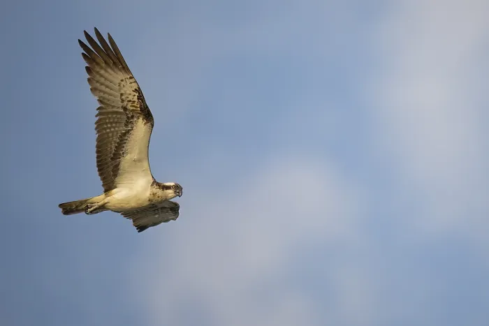 Framed Print : An osprey (Pandion haliaetus) flies majestically against a cloudy sky
