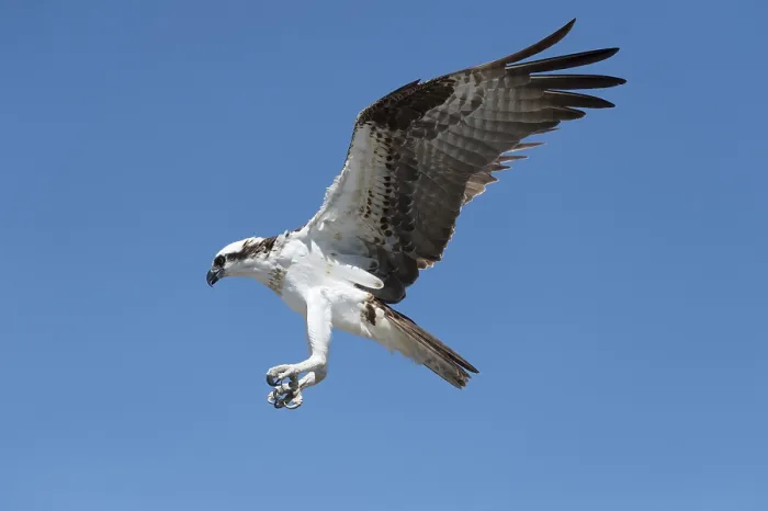 Framed Print : Osprey (Pandion haliaetus) in flight