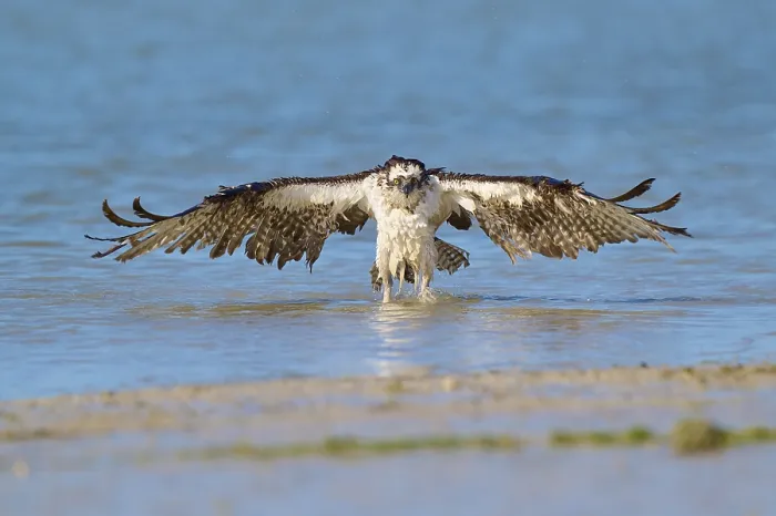 Framed Print : Osprey presents its enormous wingspan over the water