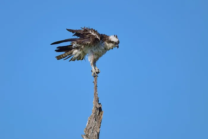 Framed Print : Osprey with raised wings on a branch in front of a blue sky