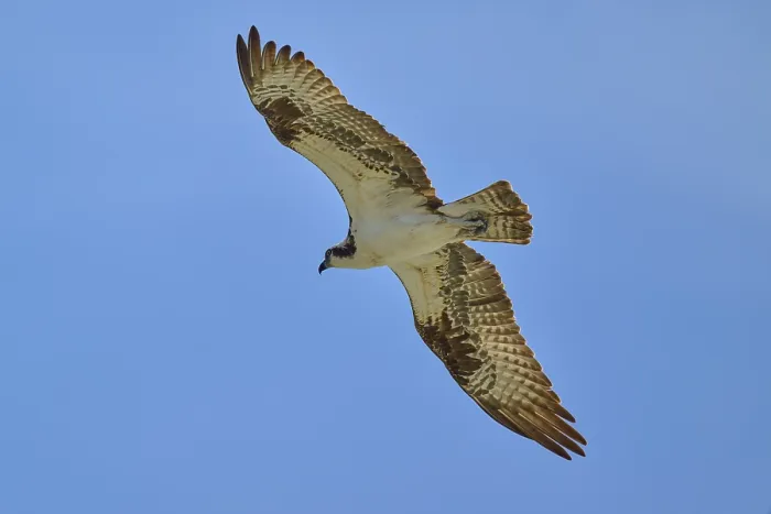 Framed Print : An osprey soars high through the air on the hunt