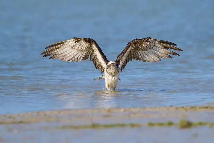 Framed Print : Osprey spreads its wings over the water against a natural backdrop Framed Print : Osprey spreads its wings over the water against a natural backdrop