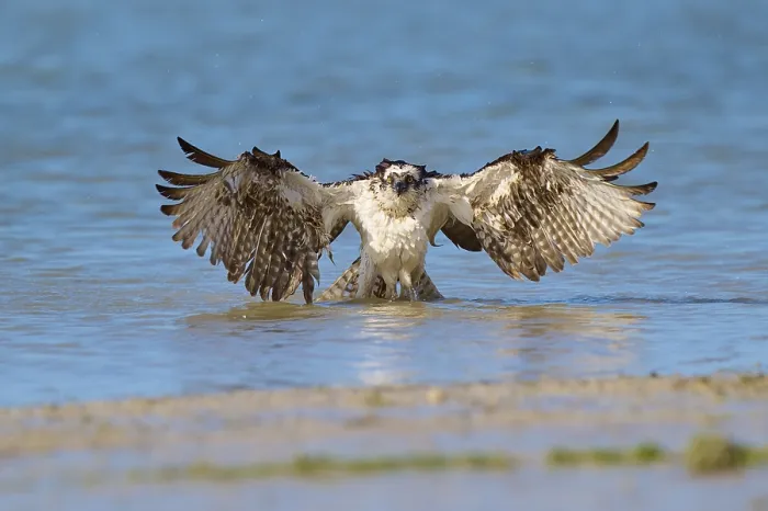 Framed Print : Osprey spreads its wings wide at the bottom of the water Framed Print : Osprey spreads its wings wide at the bottom of the water