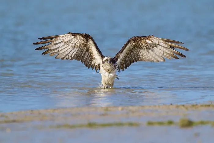 Framed Print : Osprey with wide open wings rising from calm water