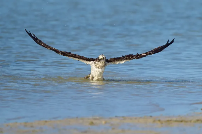 Framed Print : Osprey with wings wide open on take-off from the water Framed Print : Osprey with wings wide open on take-off from the water