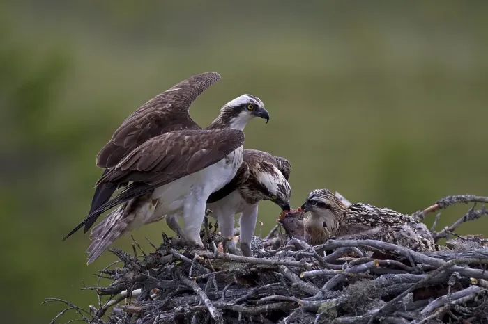 Framed Print : Ospreys or Sea Hawks (Pandion haliaetus)