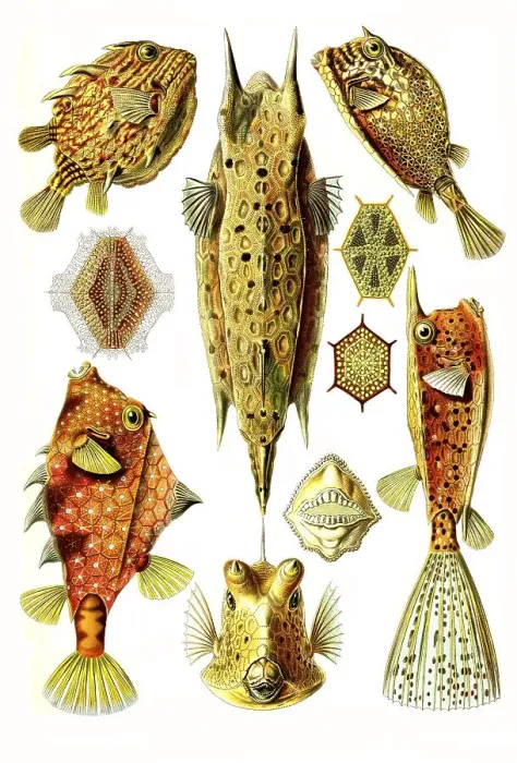 Framed Print : Ostraciontes, Boxfish, Art Forms of Nature