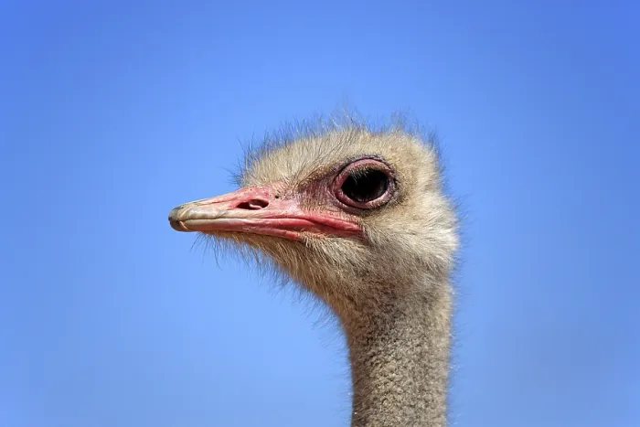 Framed Print : Ostrich or Common Ostrich (Struthio camelus australis)