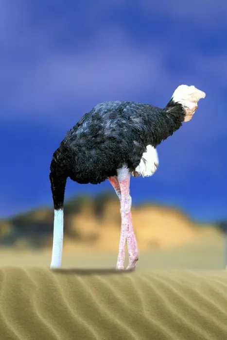Framed Print : Ostrich with head in the sand, common ostrich (Struthio camelus) sticks head in the sand