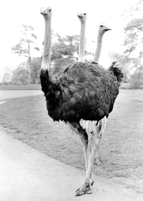 Framed Print : Ostrich with three heads, England, Great Britain