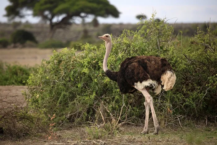 Framed Print : Ostrich on savanna. Amboseli national park in Kenia