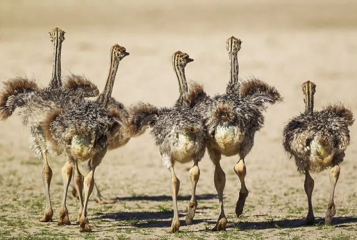 Framed Print : Ostrich (Struthio camelus), five chicks