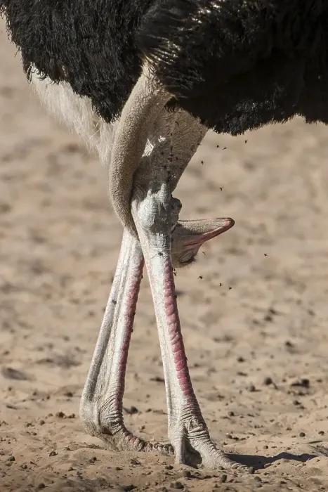 Framed Print : Ostrich (Struthio camelus) with head between his legs