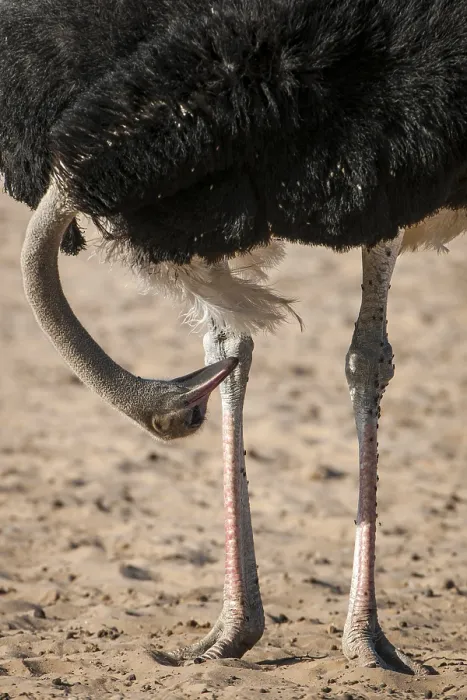 Framed Print : Ostrich (Struthio camelus) looking between his legs