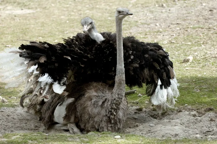Framed Print : Ostrich (Struthio camelus), pair, mating Framed Print : Ostrich (Struthio camelus), pair, mating